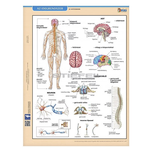 Tanulói munkalap STIEFEL A/4 idegrendszer kép
