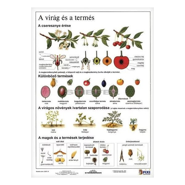 Tanulói munkalap STIEFEL A/4 virág és a termés kép