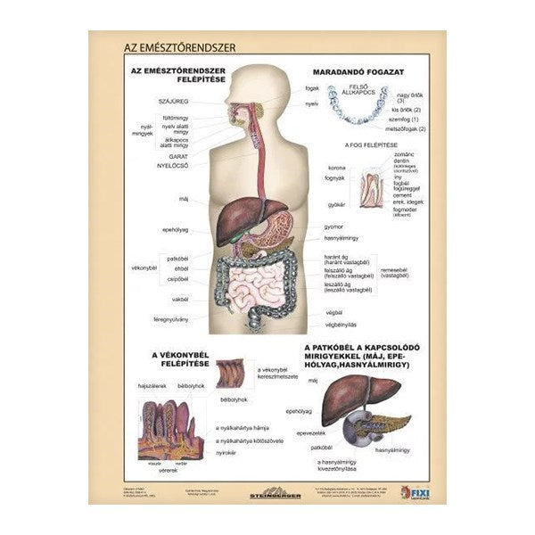 Tanulói munkalap STIEFEL A/4 emésztőrendszer - emésztés kép